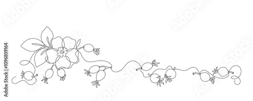 Rose hips flower, leaves, berries drawn in continuous line in minimalist style, dog rose, briar, rosa canina, wild rose, editable vector contour.