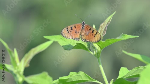 Acraea terpsicore or tawny coster butterfly. lt is a small leathery-winged butterfly. Butterfly sitting on the green plants.  It belongs to the Nymphalidae or brush-footed butterfly family. photo