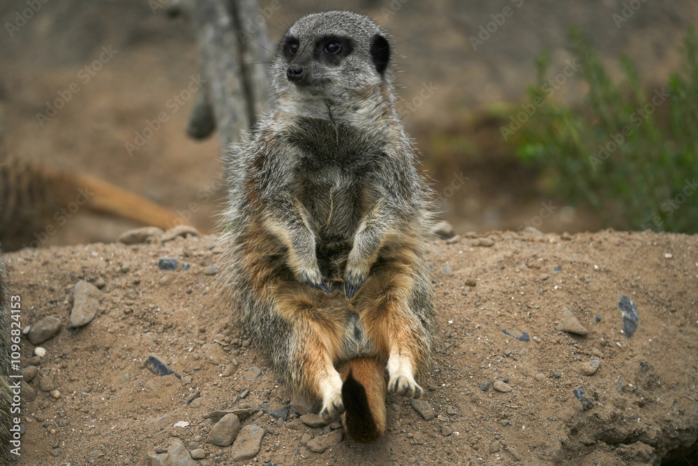 A single meerkat sitting in the sand its enclosure at Folly Farm Zoo Wales. Fully released for creative and commercial use. Copy space available within the frame. One of a full series of animals. A single meerkat sitting in the sand its enclosure at Folly Farm Zoo Wales. Fully released for creative and commercial use. Copy space available within the frame. One of a full series of animals.