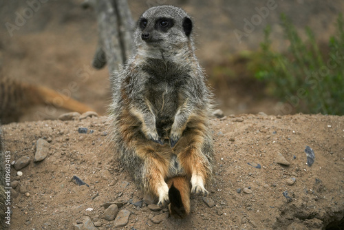 A single meerkat sitting in the sand its enclosure at Folly Farm Zoo Wales.  Fully released for creative and commercial use. Copy space available within the frame. One of a full series of animals.  photo