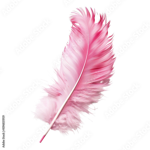 Pink Feather Isolated on White Background