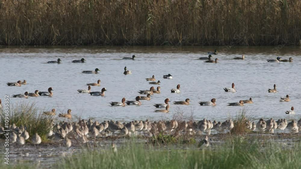 Mix of wading and water birds on winter marshes Mix of wading and water birds on winter marshes
