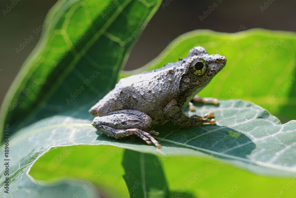 Obraz premium Close-up of a Meintein tree frog(Chirixalus idiootocus) perched on vibrant green leaves. The frog's mottled gray skin contrasts with the bright colors of the leaves. New Taipei City, Taiwan.