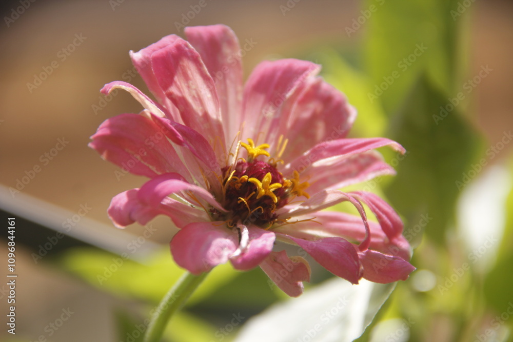 Obraz premium Pink flower