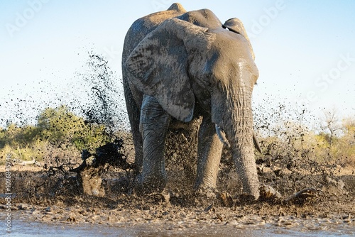 African elephant stamping in a water hole causing mud to fly everywhere