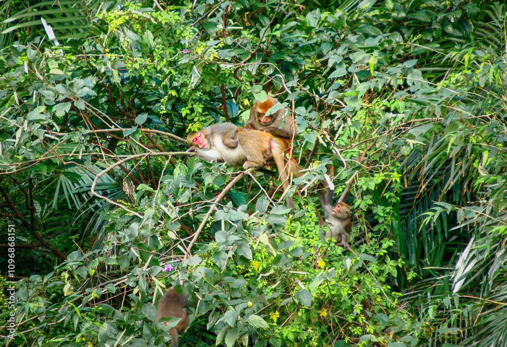 A Formosan Rock-monkey grooming another monkey on a tree branch. Additional monkeys are visible in the lush green foliage. New Taipei City, Taiwan. A Formosan Rock-monkey grooming another monkey on a tree branch. Additional monkeys are visible in the lush green foliage. New Taipei City, Taiwan.