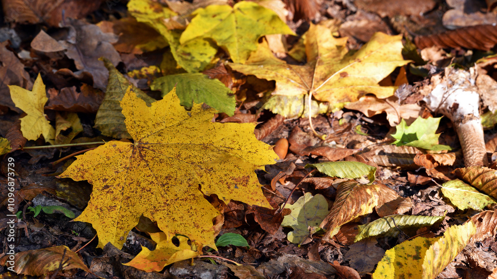 maple foliage. Close up of bright yellow maple leaves on fall tree branches with blurred natural background in autumn park or the forest. selective focus. sunny autumn day. seasonal leaf fall maple foliage. Close up of bright yellow maple leaves on fall tree branches with blurred natural background in autumn park or the forest. selective focus. sunny autumn day. seasonal leaf fall