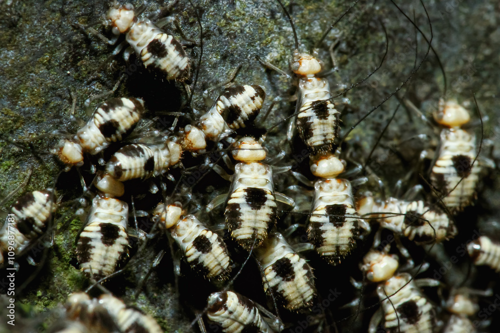 A detailed close-up of Psocopteran nymphs with distinctive black and white patterns on a rock surface. The nymphs are clustered together. New Taipei City, Taiwan. A detailed close-up of Psocopteran nymphs with distinctive black and white patterns on a rock surface. The nymphs are clustered together. New Taipei City, Taiwan.