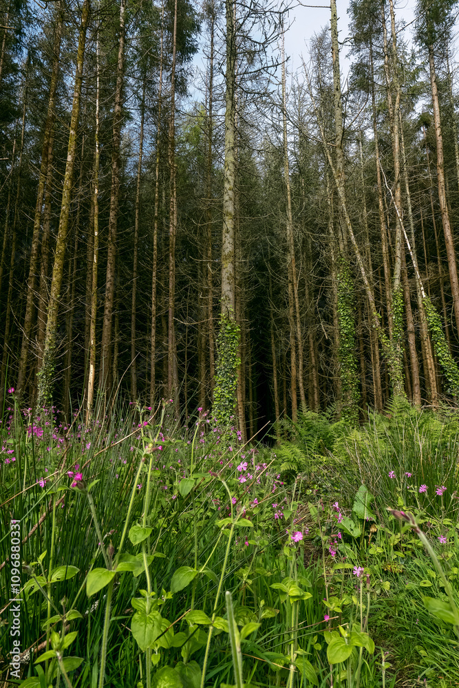 Wildflowers grow at the base of a dense stand of tall, straight pine trees. Green ferns and grasses are present. The setting is a woodland area. Wildflowers grow at the base of a dense stand of tall, straight pine trees. Green ferns and grasses are present. The setting is a woodland area.