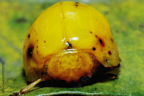 Close-up of a Yellow Tortoise Beetle (Oides maculatus) on a leaf. The beetle has a shiny yellow shell with black spots. New Taipei City, Taiwan. photo