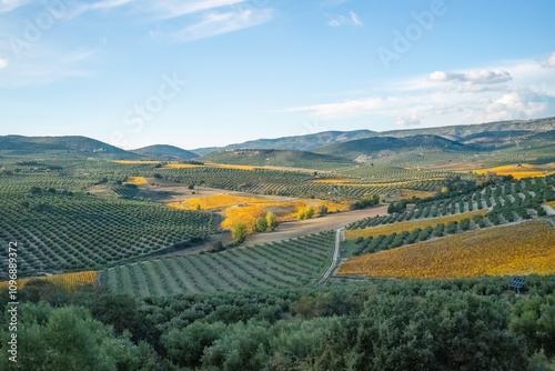 Andalusian countryside olive groves and blue sky