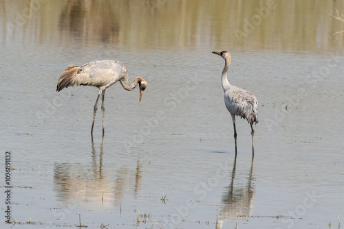 Due gru eurasiatiche (Grus grus) setacciano lo stagno in cerca di cibo. photo