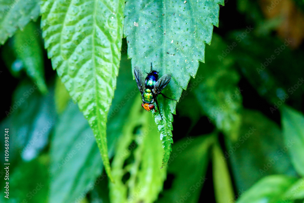 Close-up of a green shiny red-eyed fly(Lucilia sericata), with a metallic green body and large compound eyes, resting on a leaf. New Taipei City, Taiwan. Close-up of a green shiny red-eyed fly(Lucilia sericata), with a metallic green body and large compound eyes, resting on a leaf. New Taipei City, Taiwan.
