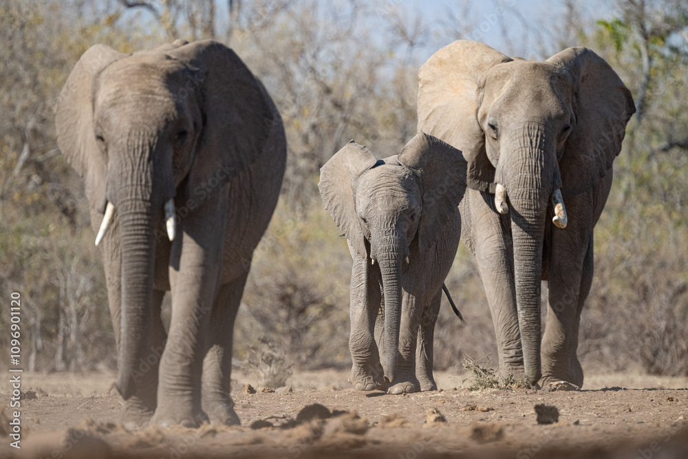 Fototapeta premium African elephant family walking towards a water hole