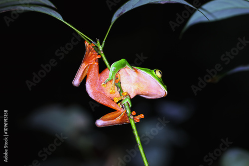 A vibrant Orange Belly Tree Frog(Zhangixalus aurantiventris) with a smooth, dark green back and orange-red belly perched on a branch. New Taipei City, Taiwan. photo