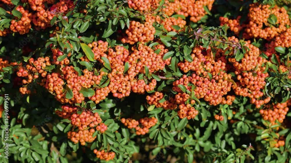 red rowan fruits on a bush on a sunny day red rowan fruits on a bush on a sunny day
