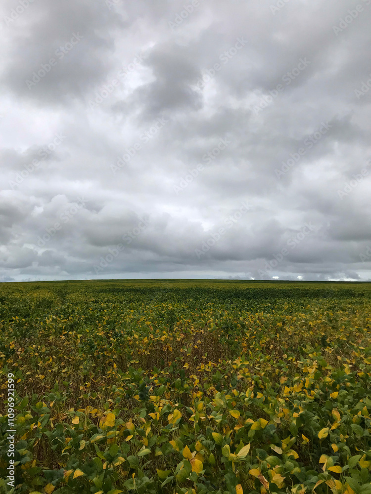 Fototapeta premium soil field