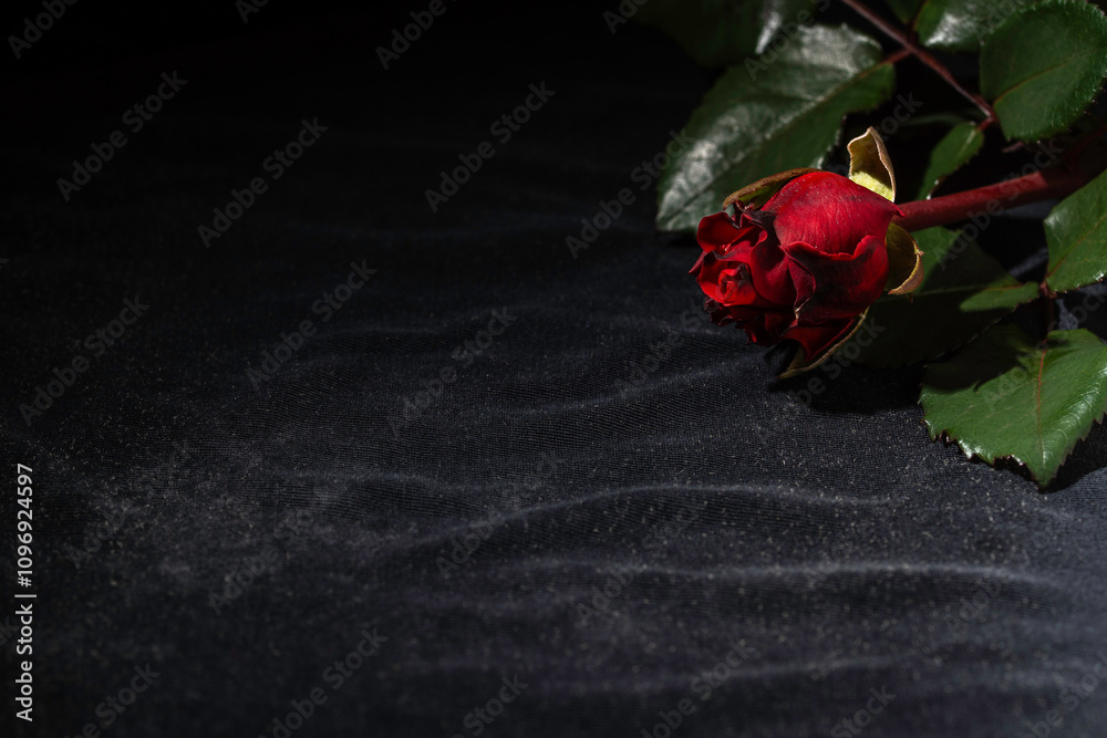 Red rose bud on black jersey fabric with soft folds. Red rose bud on black jersey fabric with soft folds.