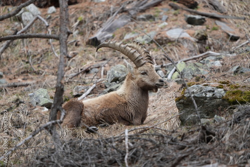 herd of steinbock capricorns grazing in Pontresina, Graubuenden, during summer. Ibex herd.