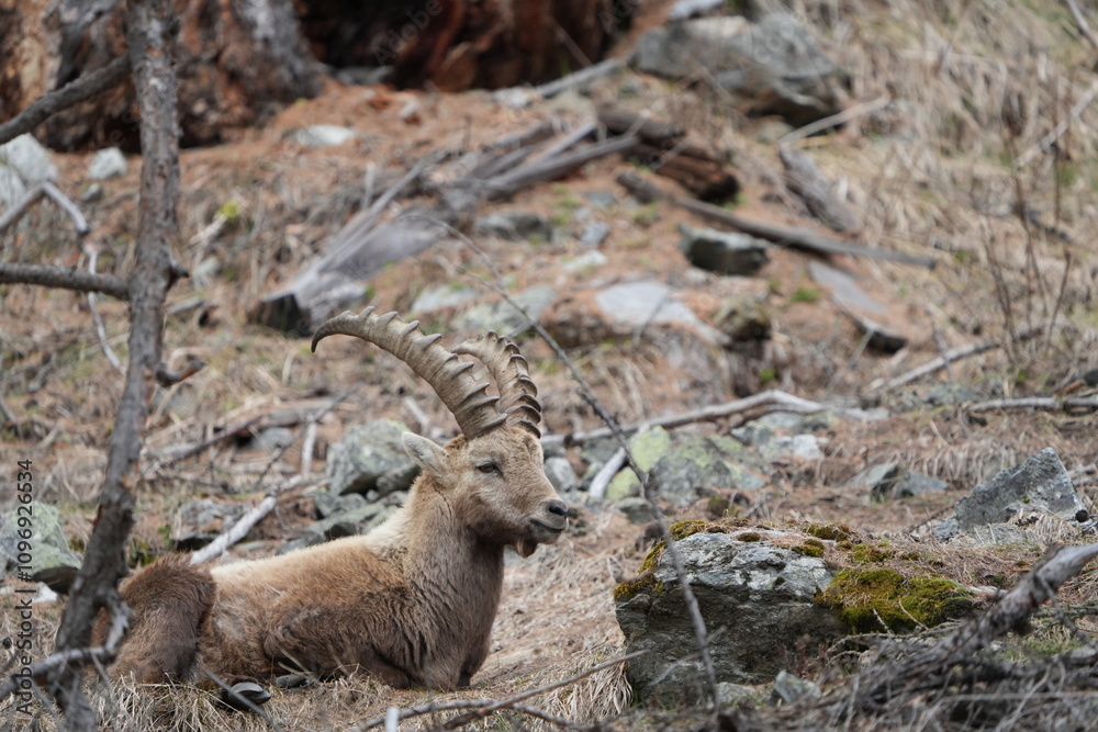 herd of steinbock capricorns grazing in Pontresina, Graubuenden, during summer. Ibex herd. herd of steinbock capricorns grazing in Pontresina, Graubuenden, during summer. Ibex herd.