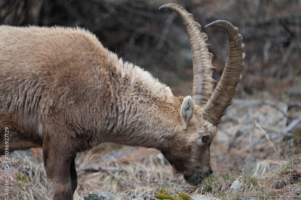 herd of steinbock capricorns grazing in Pontresina, Graubuenden, during summer. Ibex herd. herd of steinbock capricorns grazing in Pontresina, Graubuenden, during summer. Ibex herd.