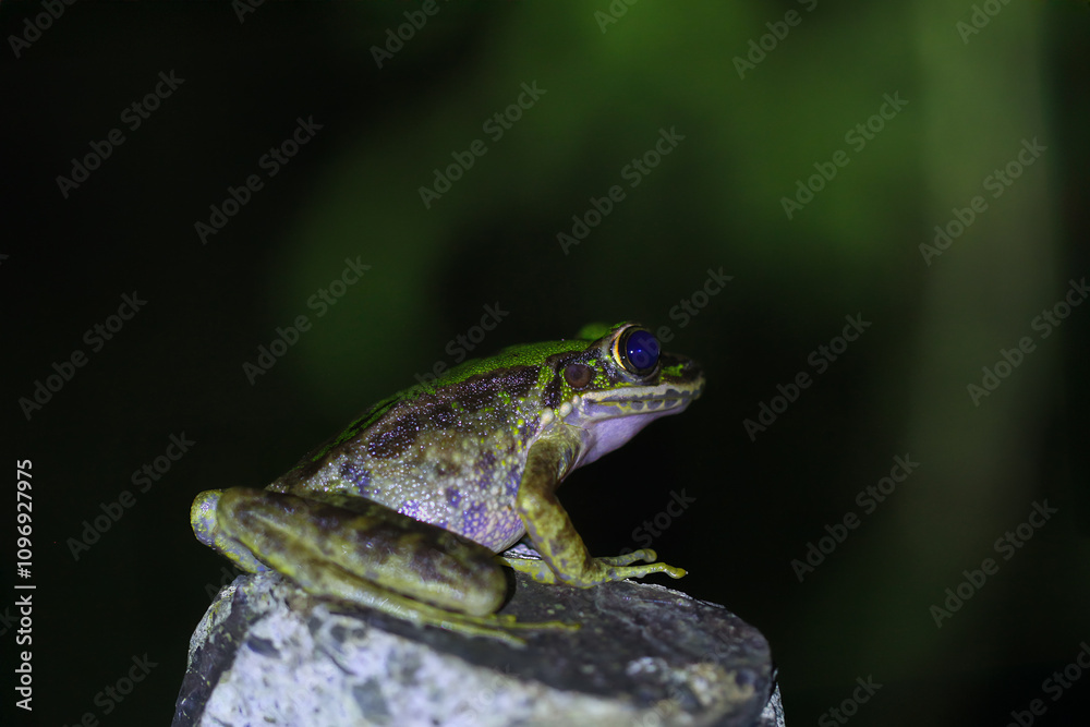 Fototapeta premium A close-up of a Swinhoe's Frog(Odorrana swinhoana) with a green and brown spotted back on a rock. The frog's smooth skin has small warts and granules. New Taipei City, Taiwan.