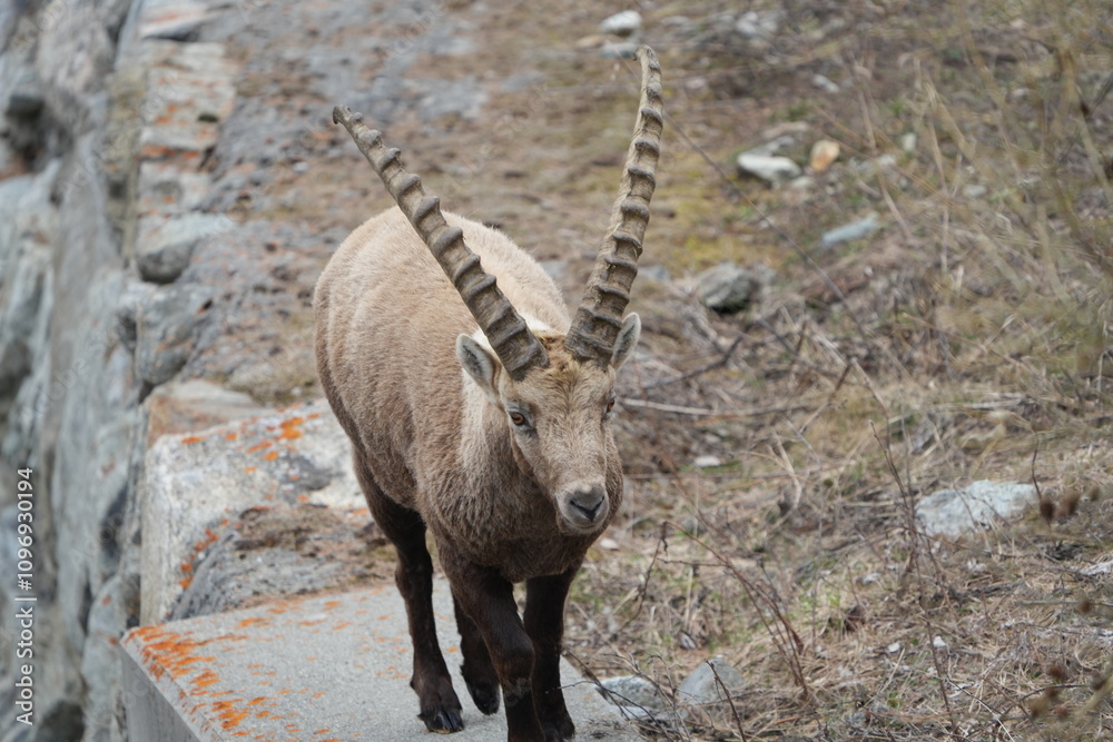 herd of steinbock capricorns grazing in Pontresina, Graubuenden, during summer. Ibex herd. herd of steinbock capricorns grazing in Pontresina, Graubuenden, during summer. Ibex herd.