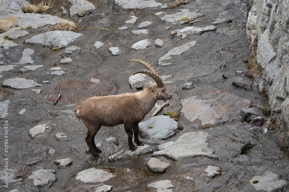 herd of steinbock capricorns grazing in Pontresina, Graubuenden, during summer. Ibex herd. herd of steinbock capricorns grazing in Pontresina, Graubuenden, during summer. Ibex herd.