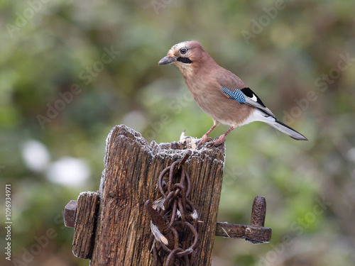 Eurasian jay, Garrulus glandarius photo