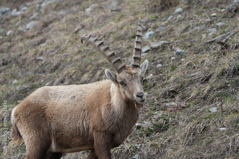 herd of steinbock capricorns grazing in Pontresina, Graubuenden, during summer. Ibex herd. herd of steinbock capricorns grazing in Pontresina, Graubuenden, during summer. Ibex herd.