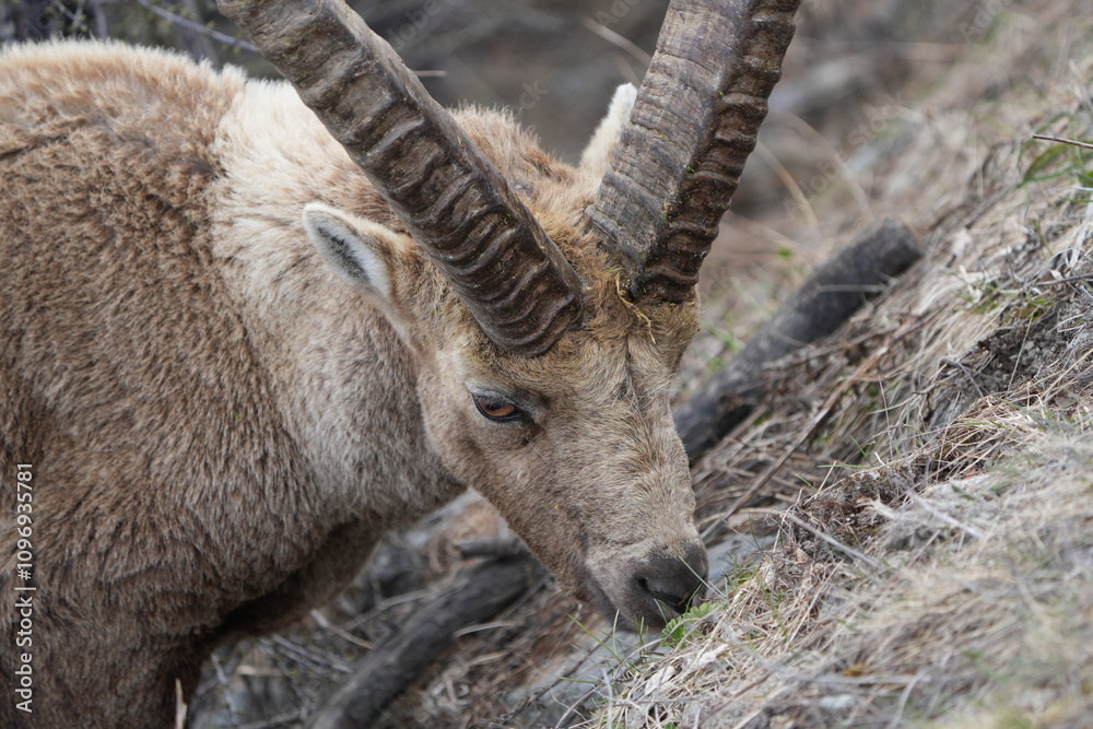 herd of steinbock capricorns grazing in Pontresina, Graubuenden, during summer. Ibex herd. herd of steinbock capricorns grazing in Pontresina, Graubuenden, during summer. Ibex herd.