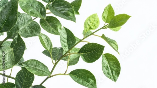 Vibrant Green Plant with White Spots