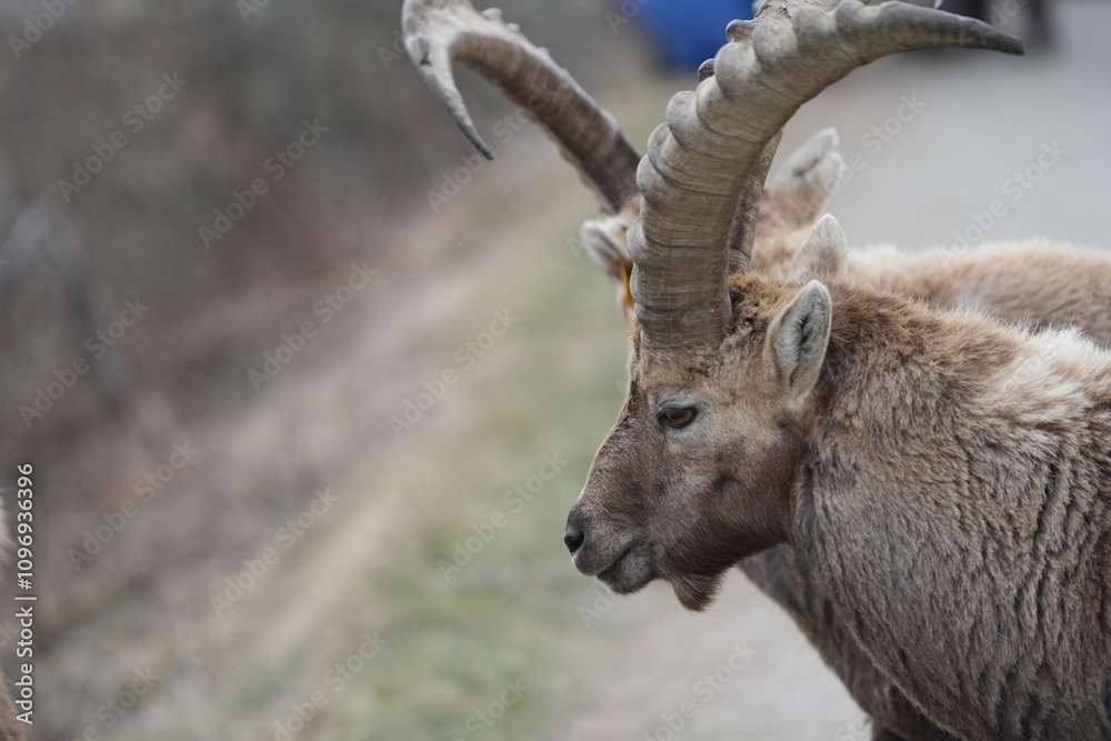 close up of a male steinbock in pontresina, graubuenden, ibex portrait close up - herd of ibexes in grisons, capricorn capra close up of a male steinbock in pontresina, graubuenden, ibex portrait close up - herd of ibexes in grisons, capricorn capra