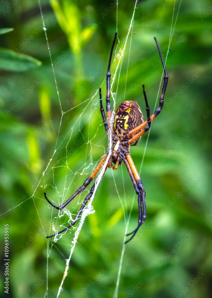 Yellow Garden Spider spinning its web along the Shadow Creek Ranch Nature Trail in Pearland, Texas Yellow Garden Spider spinning its web along the Shadow Creek Ranch Nature Trail in Pearland, Texas