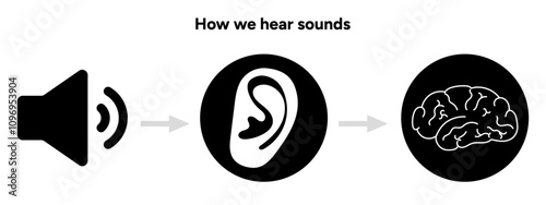 How we hear sounds Ear and brain Interaction