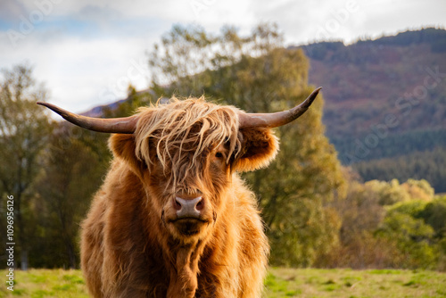 Schottische Highland Cow photo