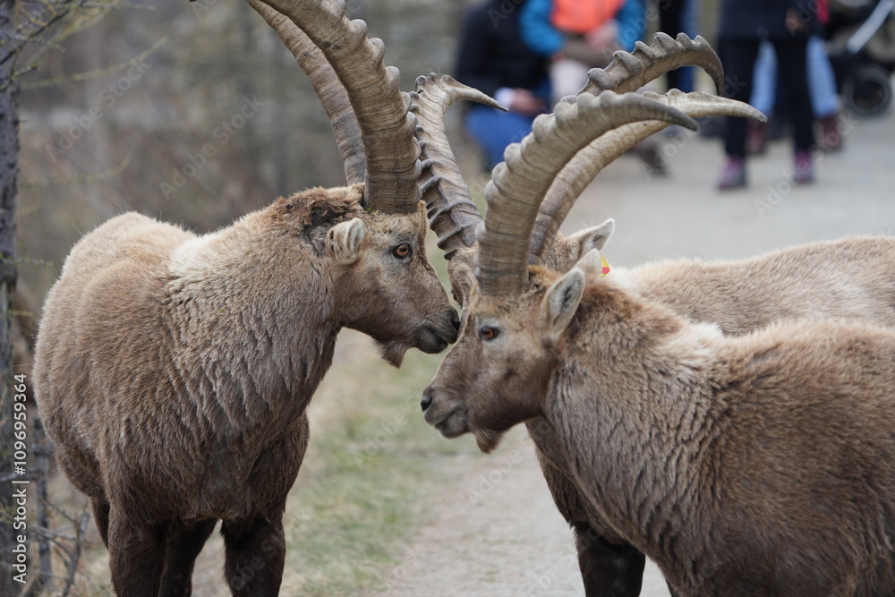 close up of a male steinbock in pontresina, graubuenden, ibex portrait close up - herd of ibexes in grisons, capricorn capra close up of a male steinbock in pontresina, graubuenden, ibex portrait close up - herd of ibexes in grisons, capricorn capra