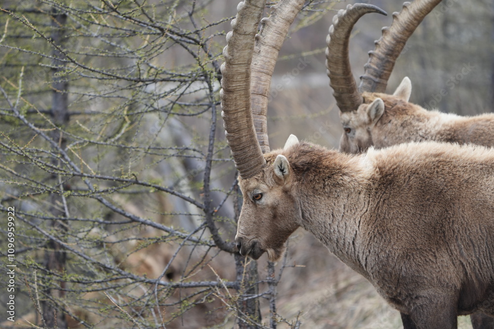 close up of a male steinbock in pontresina, graubuenden, ibex portrait close up - herd of ibexes in grisons, capricorn capra close up of a male steinbock in pontresina, graubuenden, ibex portrait close up - herd of ibexes in grisons, capricorn capra