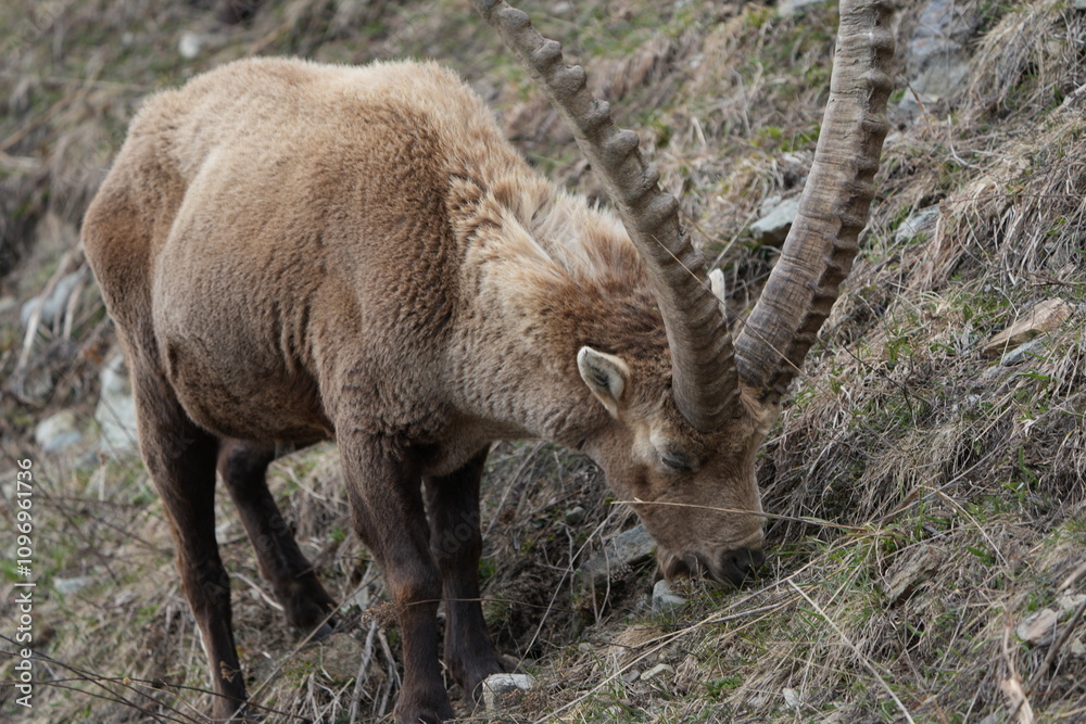 close up of a male steinbock in pontresina, graubuenden, ibex portrait close up - herd of ibexes in grisons, capricorn capra close up of a male steinbock in pontresina, graubuenden, ibex portrait close up - herd of ibexes in grisons, capricorn capra