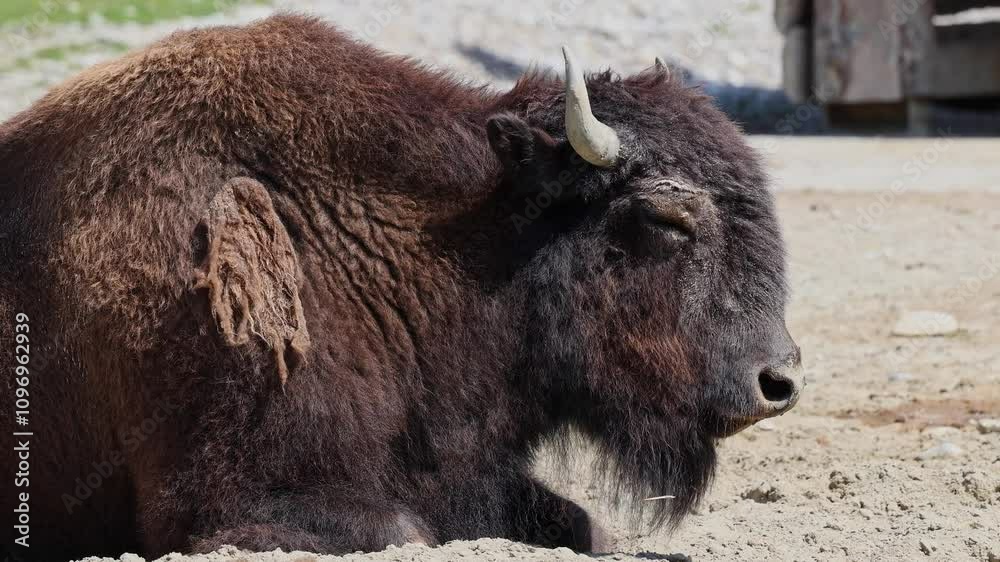 The American bison or simply bison, also commonly known as the American buffalo or simply buffalo, is a North American species of bison that once roamed North America in vast herds. The American bison or simply bison, also commonly known as the American buffalo or simply buffalo, is a North American species of bison that once roamed North America in vast herds.