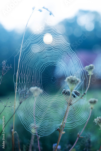 Photos Morning dew on a spider's web on a flower, with countless drops of dew at dawn