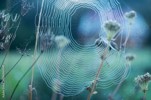 Tableau sur toile Morning dew on a spider's web on a flower, with countless drops of dew at dawn