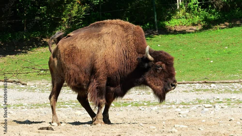 The American bison or simply bison, also commonly known as the American buffalo or simply buffalo, is a North American species of bison that once roamed North America in vast herds. The American bison or simply bison, also commonly known as the American buffalo or simply buffalo, is a North American species of bison that once roamed North America in vast herds.