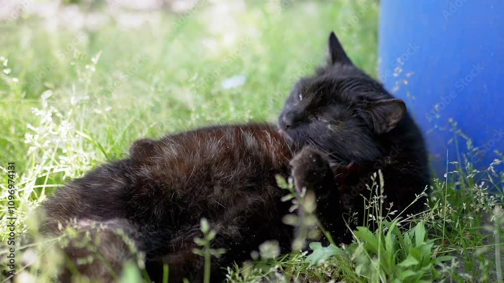 A black cat lies on the grass, leisurely grooming its fur. The cat enjoys the sunny weather in a peaceful garden setting. A black cat lies on the grass, leisurely grooming its fur. The cat enjoys the sunny weather in a peaceful garden setting.