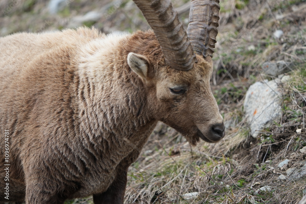 close up of a male steinbock in pontresina, graubuenden, ibex portrait close up - herd of ibexes in grisons, capricorn capra close up of a male steinbock in pontresina, graubuenden, ibex portrait close up - herd of ibexes in grisons, capricorn capra