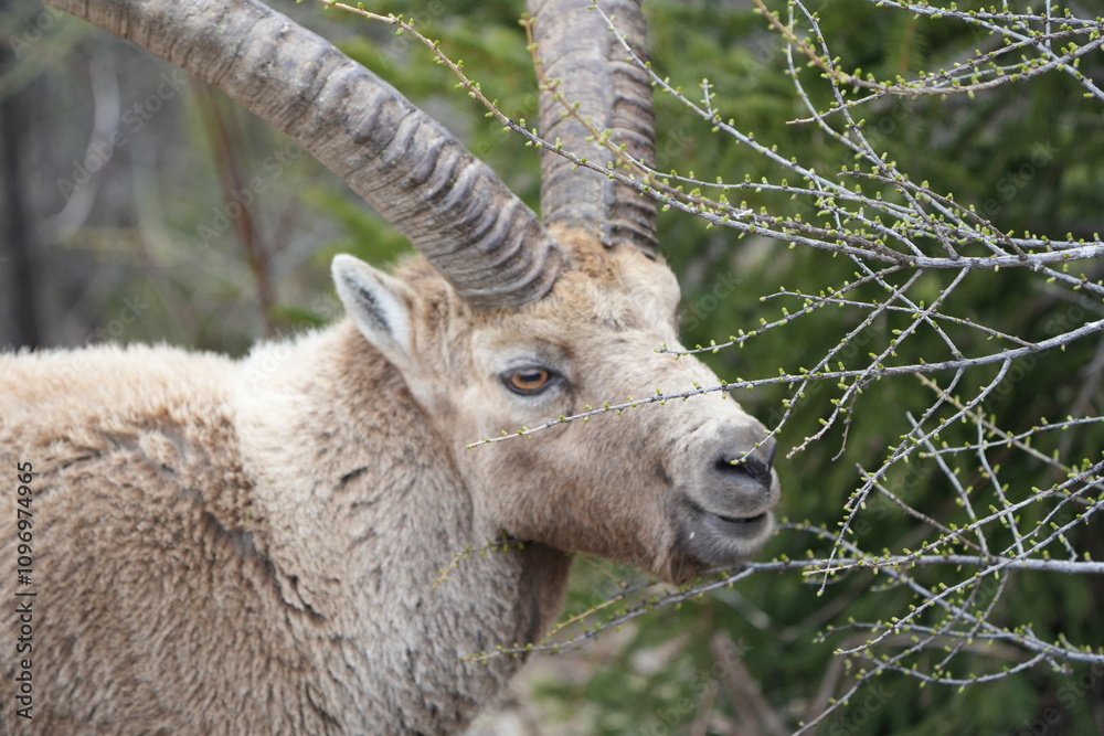 close up of a male steinbock in pontresina, graubuenden, ibex portrait close up - herd of ibexes in grisons, capricorn capra close up of a male steinbock in pontresina, graubuenden, ibex portrait close up - herd of ibexes in grisons, capricorn capra