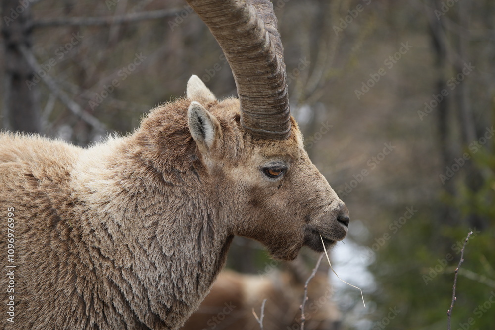 close up of a male steinbock in pontresina, graubuenden, ibex portrait close up - herd of ibexes in grisons, capricorn capra close up of a male steinbock in pontresina, graubuenden, ibex portrait close up - herd of ibexes in grisons, capricorn capra