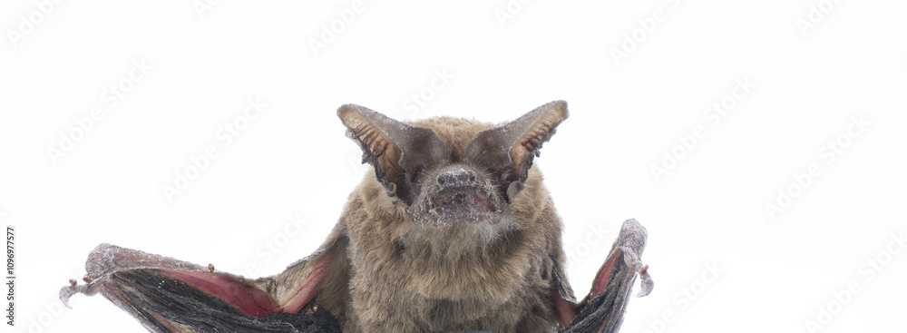 Tadarida brasiliensis - Mexican or Brazilian free tailed bat. Found deceased on ground. Isolated on white background close up of face, ears, nose leaf, thumb. Brown color Tadarida brasiliensis - Mexican or Brazilian free tailed bat. Found deceased on ground. Isolated on white background close up of face, ears, nose leaf, thumb. Brown color