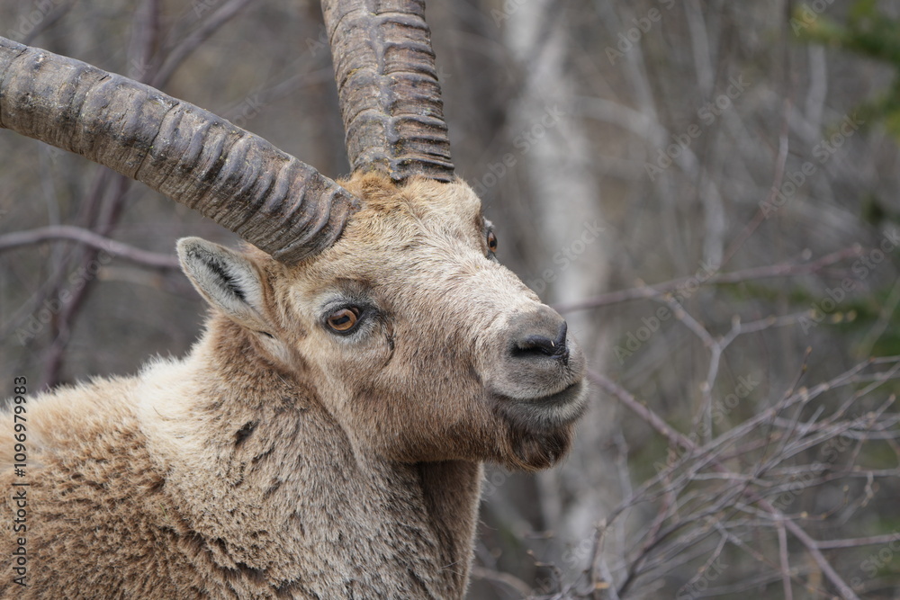 close up of a male steinbock in pontresina, graubuenden, ibex portrait close up - herd of ibexes in grisons, capricorn capra close up of a male steinbock in pontresina, graubuenden, ibex portrait close up - herd of ibexes in grisons, capricorn capra