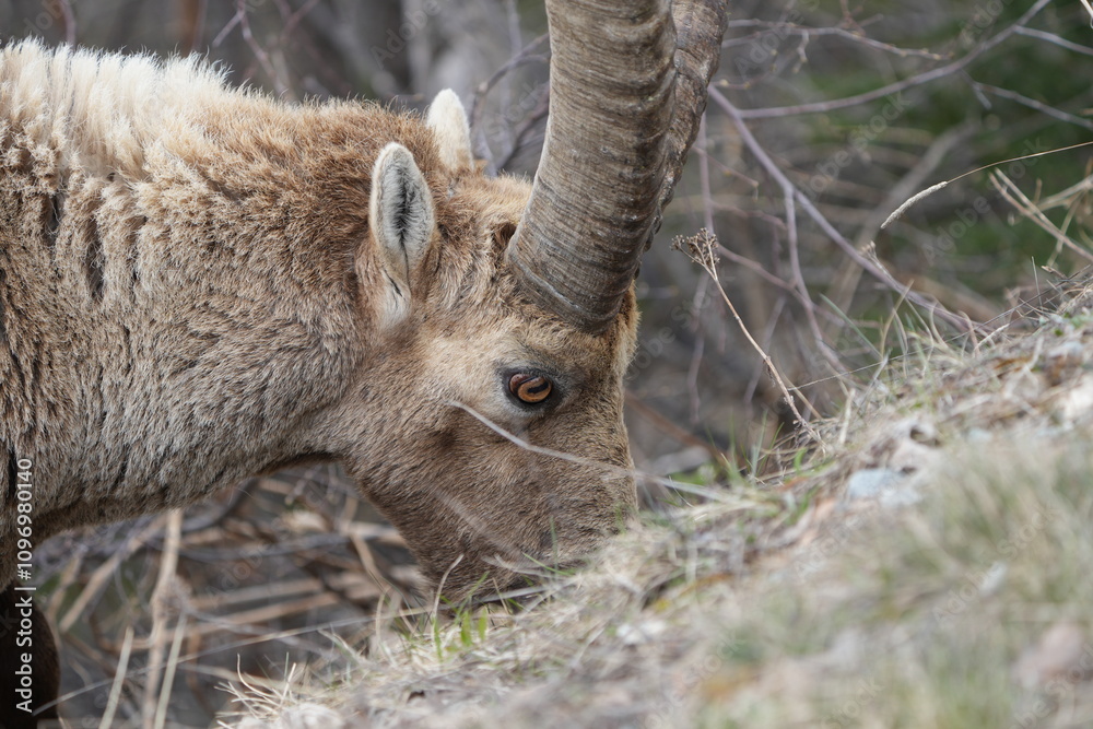close up of a male steinbock in pontresina, graubuenden, ibex portrait close up - herd of ibexes in grisons, capricorn capra close up of a male steinbock in pontresina, graubuenden, ibex portrait close up - herd of ibexes in grisons, capricorn capra